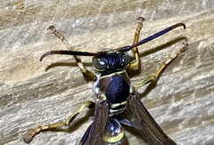 Polistes dorsalis