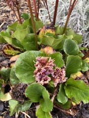 Bergenia