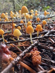 Mycena strobilinoidea