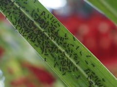 Dolichoderus thoracicus