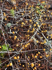 Mycena strobilinoidea