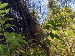 Rhipidura fuliginosa fuliginosa