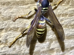 Polistes dorsalis