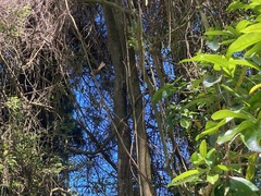 Rhipidura fuliginosa fuliginosa