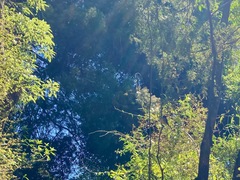 Rhipidura fuliginosa fuliginosa