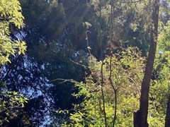 Rhipidura fuliginosa fuliginosa