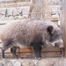 Japanese Boar - Photo (c) urasimaru, some rights reserved (CC BY-SA)
