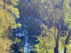 Rhipidura fuliginosa fuliginosa