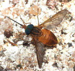 Fidena pseudoaurimaculata