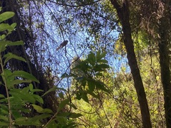 Rhipidura fuliginosa fuliginosa