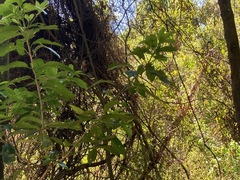 Rhipidura fuliginosa fuliginosa