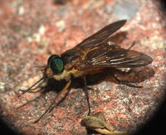 Fidena pseudoaurimaculata