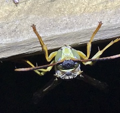 Polistes dorsalis