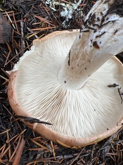 Hygrophorus