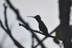 Lampornis clemenciae