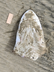 Carcharhinus brachyurus