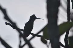 Lampornis clemenciae