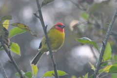 Piranga erythrocephala