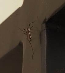 Armigeres subalbatus