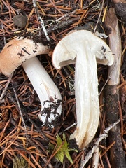 Hygrophorus