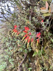 Castilleja fissifolia