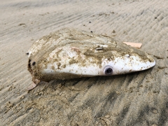 Carcharhinus brachyurus