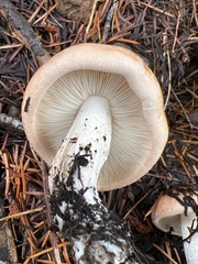 Hygrophorus
