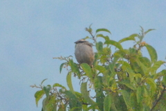 Oriturus superciliosus
