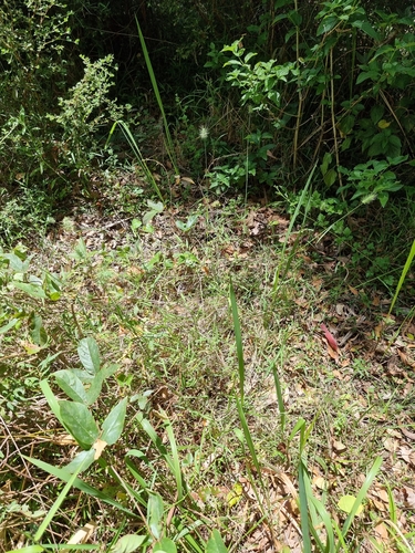Image of Nodding Hedgehog Grass (Echinopogon nutans) by (c) Martin Rady, some rights reserved (CC BY)