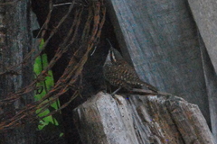 Campylorhynchus jocosus