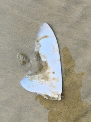 Carcharhinus brachyurus