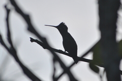 Lampornis clemenciae