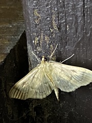 Herpetogramma aeglealis