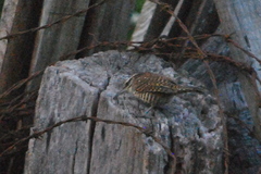 Campylorhynchus jocosus