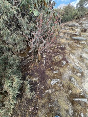 Ericaceae