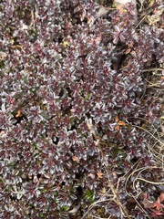 Ericaceae