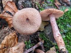 Inocybe obscuroides