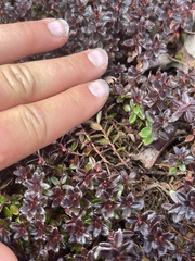 Ericaceae