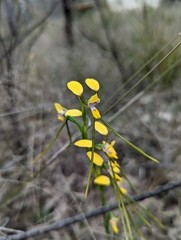 Diuris tricolor