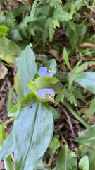 Commelina paludosa