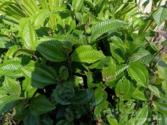 Miconia crenata