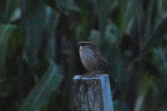Oriturus superciliosus