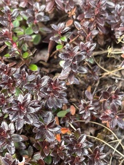 Ericaceae