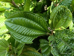 Miconia crenata