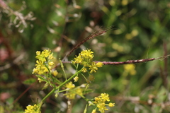 Rorippa curvisiliqua