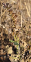 Anchusa
