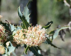 Hakea amplexicaulis