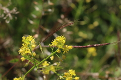 Rorippa curvisiliqua