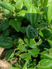 Miconia crenata