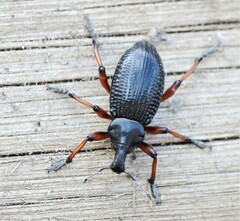 Cylydrorhinus angulatus